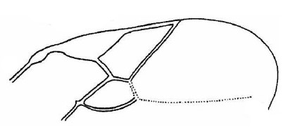 part of fore wing