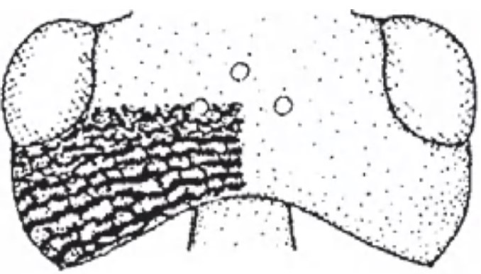 Head in dorsal view with indication of its sculpture