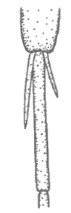 pair of spurs of hind tibia