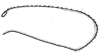 carapace in lateral view