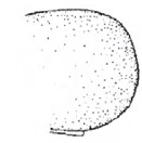 Posterior end of male carapace in lateral vie