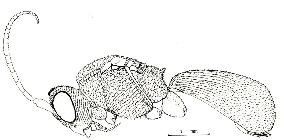 habitus, lateral aspect