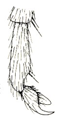 outer hind claw