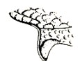 detail of lateral carina of mesoscutum, posterior part