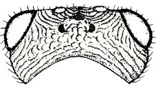 head, dorsal aspect