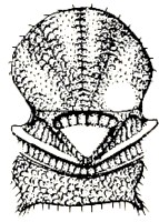 mesosoma, dorsal aspect