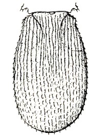 metasoma, dorsal aspect