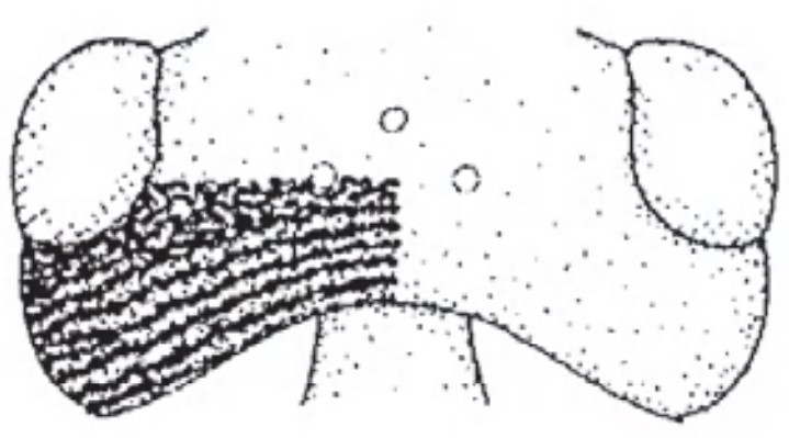  Head in dorsal view with indication of its sculpture