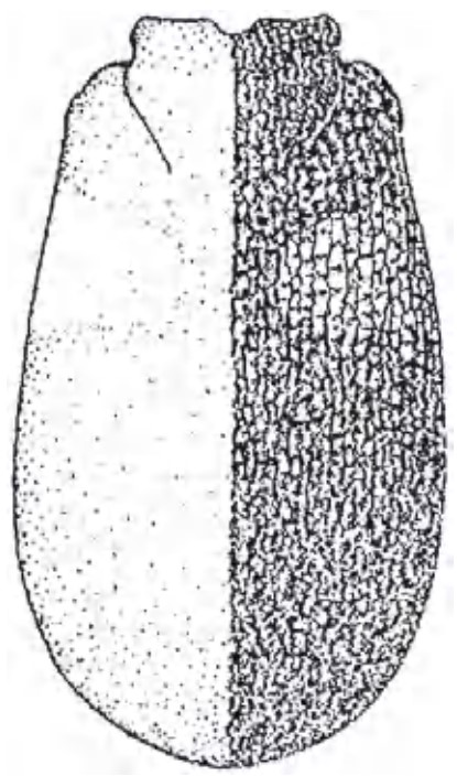 carapace in dorsal view