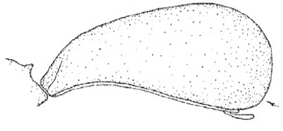 carapace in lateral view