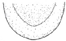 posterior end of carapace in ventral view