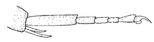 hind tarsus