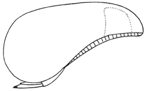 metasoma, lateral view