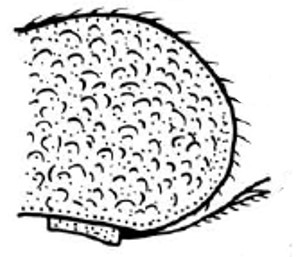 Posterior end of carapace in lateral view