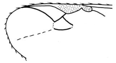 part of fore wing