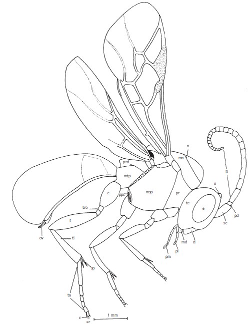 lateral view