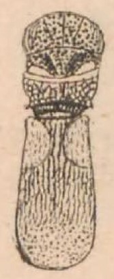 mesosoma and metasoma, dorsal view