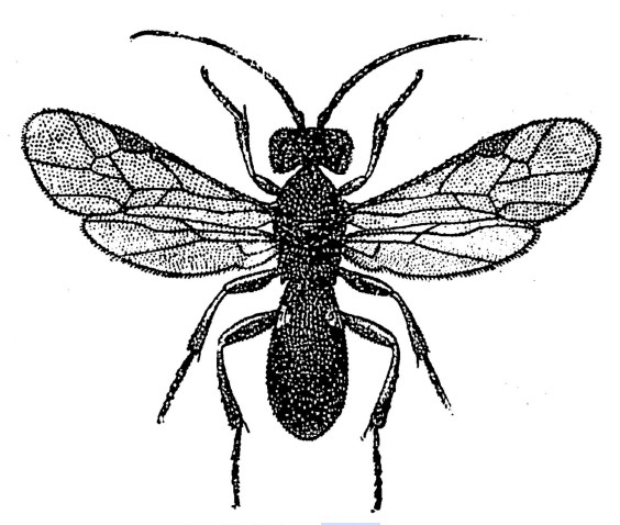 habitus, dorsal view