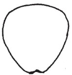 metasoma apex, posterior view