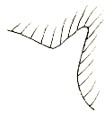 propodeal tubercle, dorso-lateral aspect