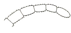 apex of antenna