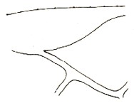 detail of vein r of fore wing