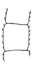 16th antennal segment