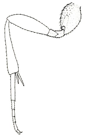hind leg