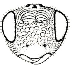 head, frontal aspect