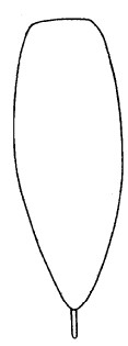metasoma, dorsal view