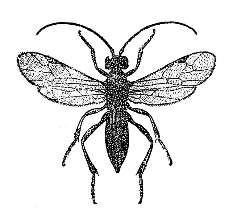 ♀ habitus, dorsal view
