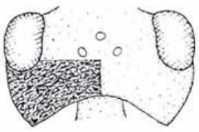 head in dorsal view with indication of its sculpture