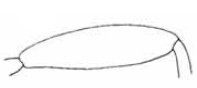 hind femur of female