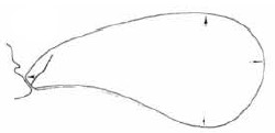 male carapace in lateral view