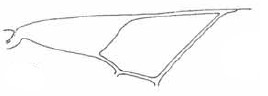 distal part of right fore wing of female paralectotype