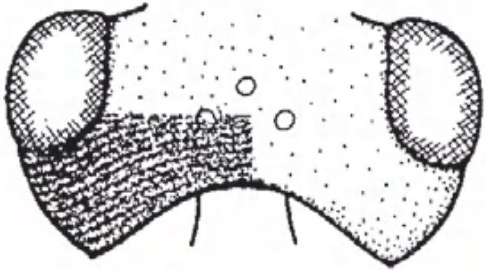 head in dorsal view with indication of its sculpture
