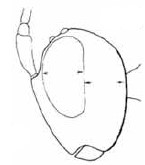 head in lateral view