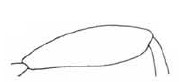 hind femur of female