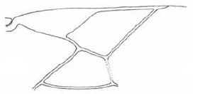 distal part of right fore wing of female lectotype