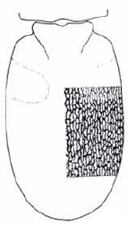 carapace in dorsal view with indication of its sculpture