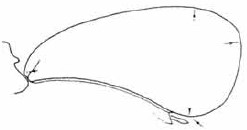 female carapace in lateral view