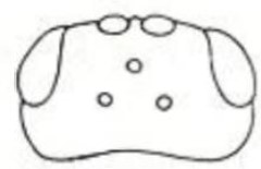 head in dorsal view