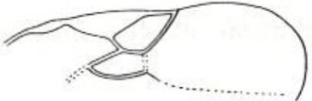 part of forewing