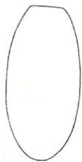 metasoma, dorsal view