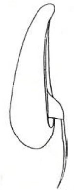 metasoma, lateral view