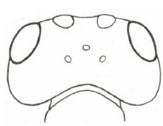 head, dorsal view