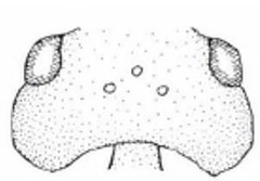 head in dorsal view
