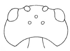head in dorsal view