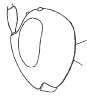 head in lateral view