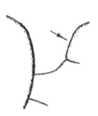anterior part of mesonotum in lateral view (see arrow)